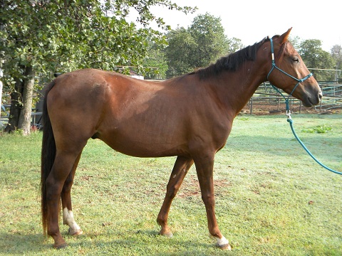 Durango